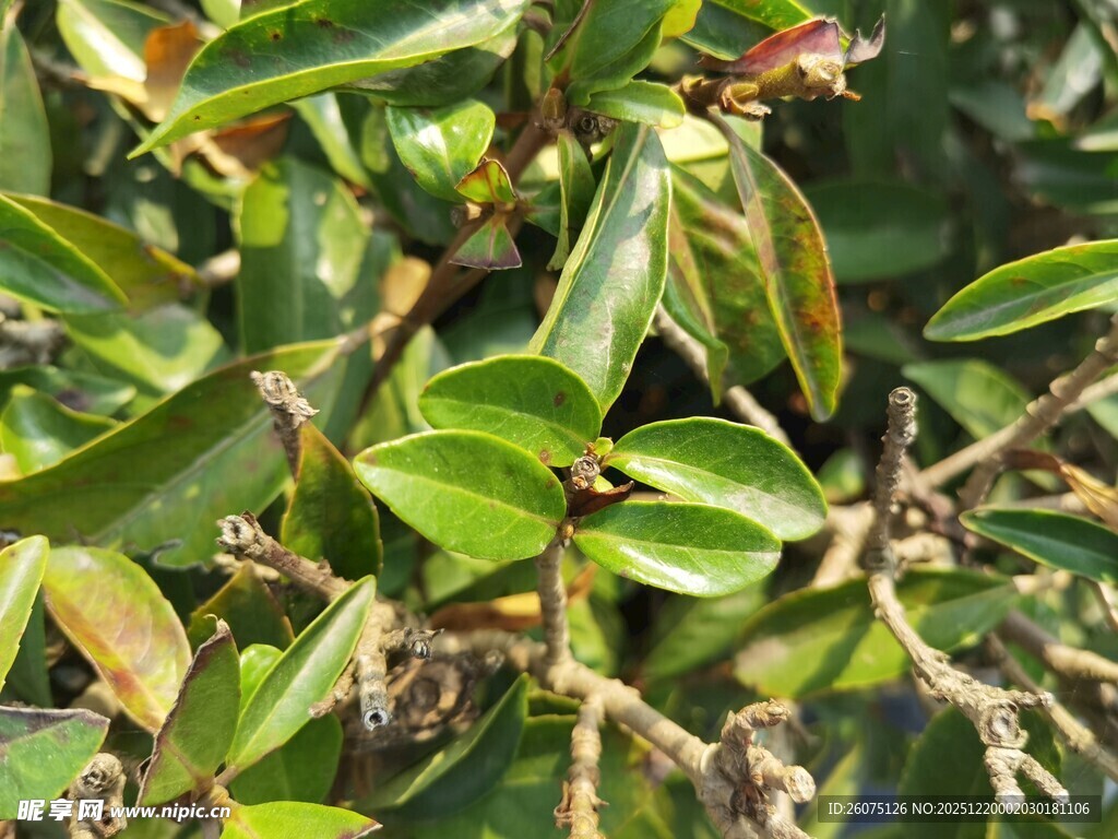 翠绿繁茂的植物枝叶