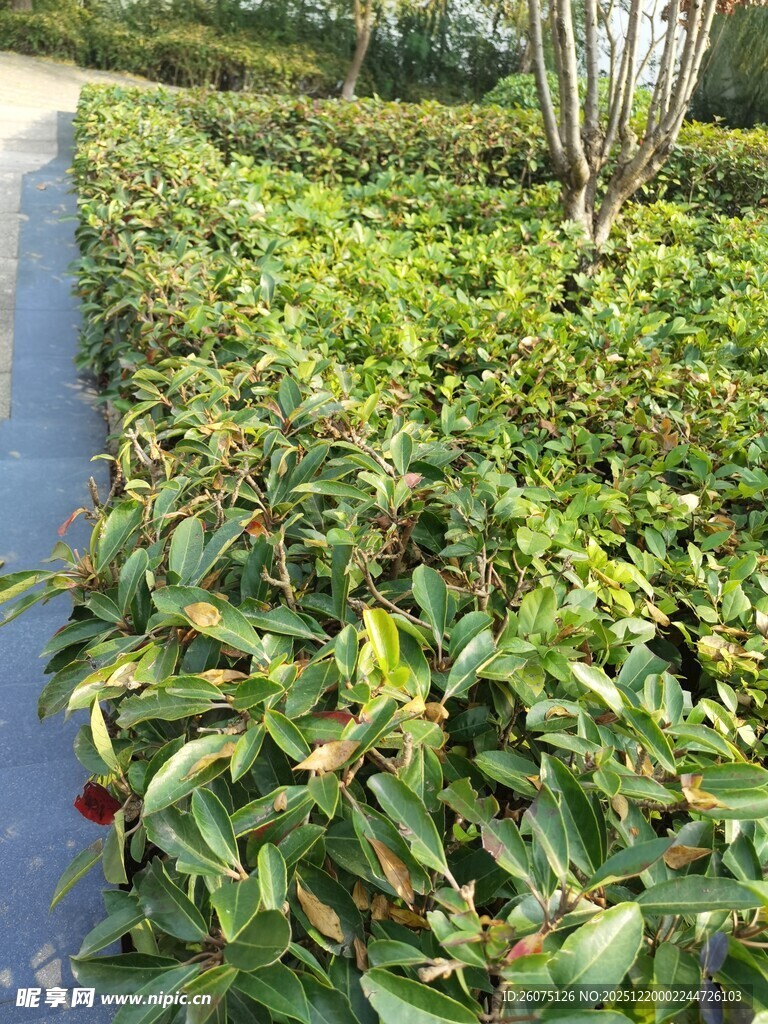 绿叶繁茂的植物景观