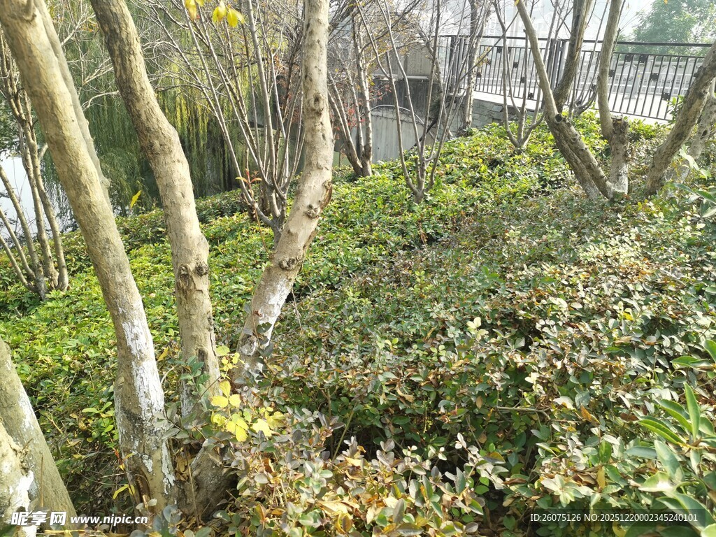 林间繁茂植物景观