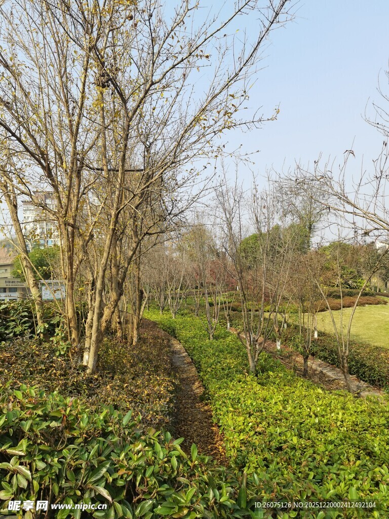 春日园林绿植景观