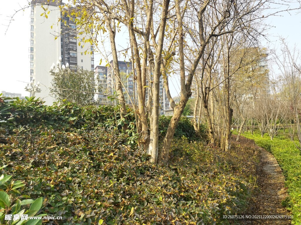 林间小径旁的树木与绿植