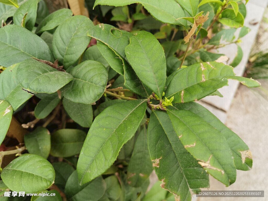 绿叶繁茂的植物特写
