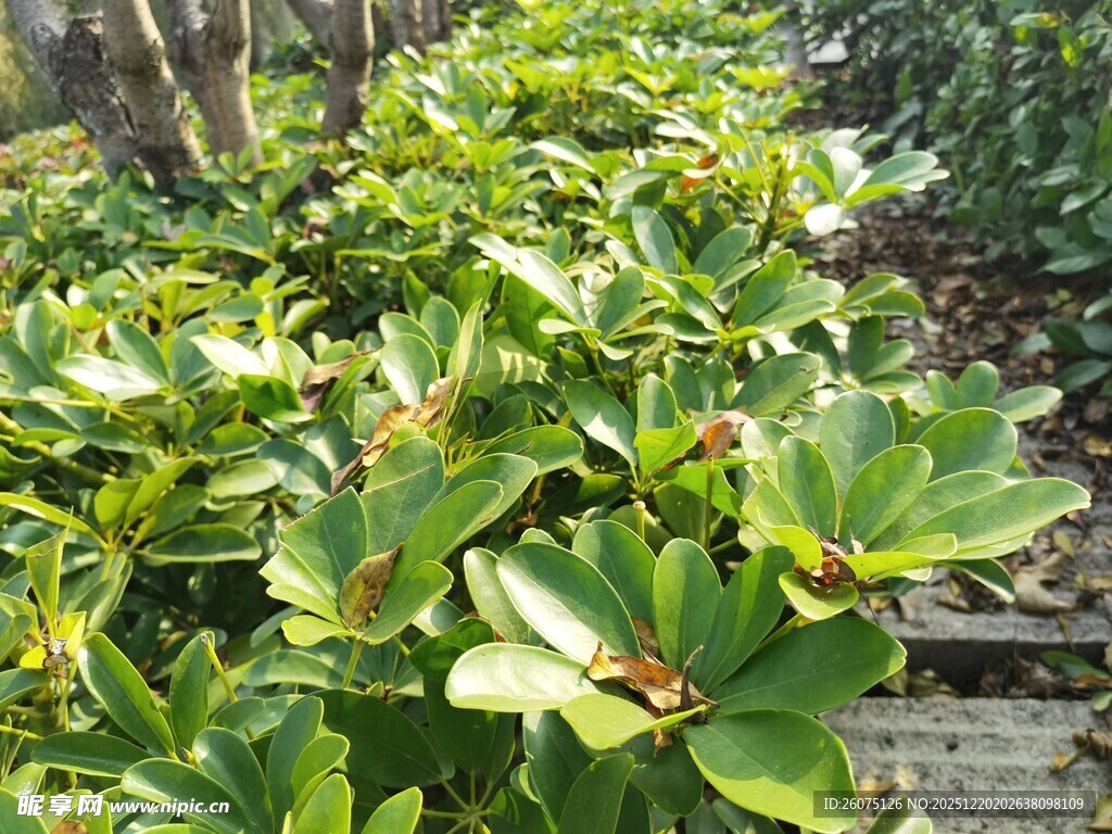绿叶繁茂的植物景观