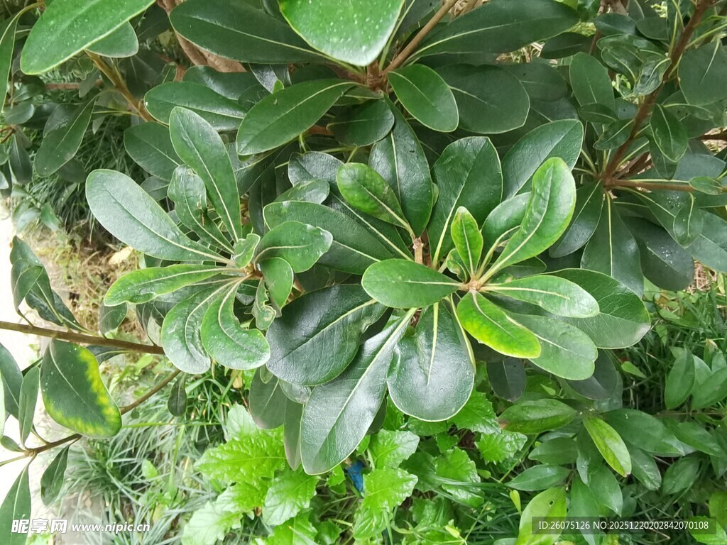 翠绿繁茂的植物景观