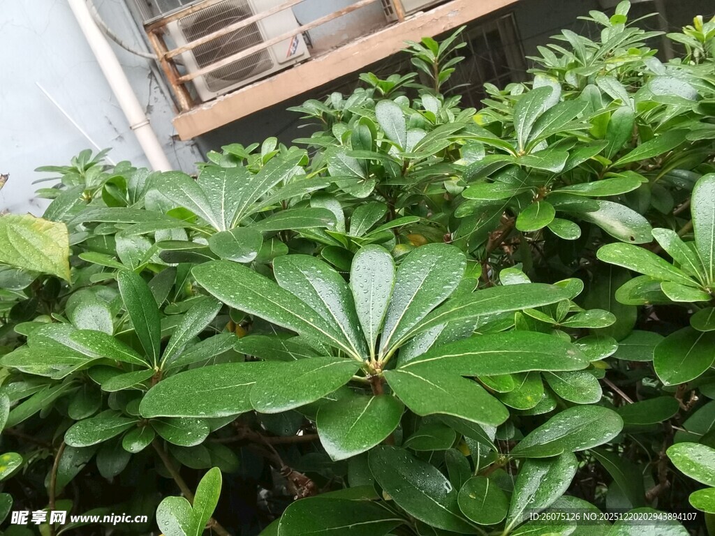 翠绿繁茂的八角金盘植物