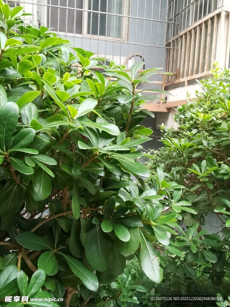 庭院中的繁茂绿植