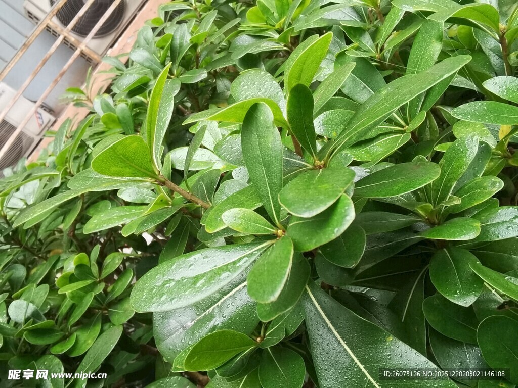 翠绿茂盛的绿叶植物