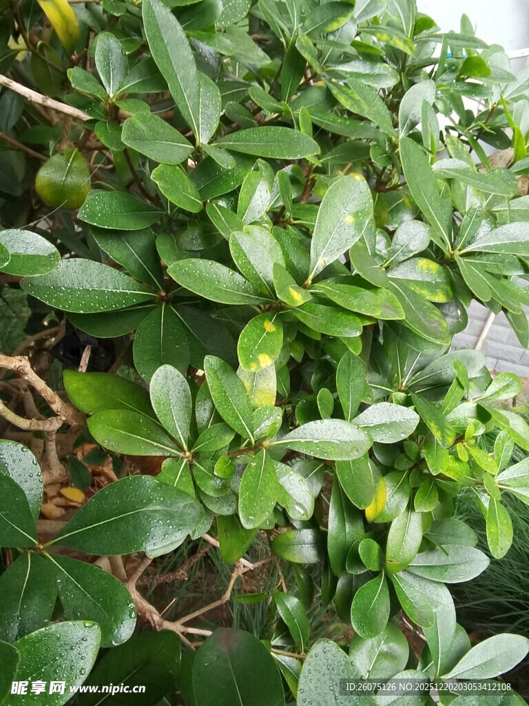 翠绿繁茂的多肉植物