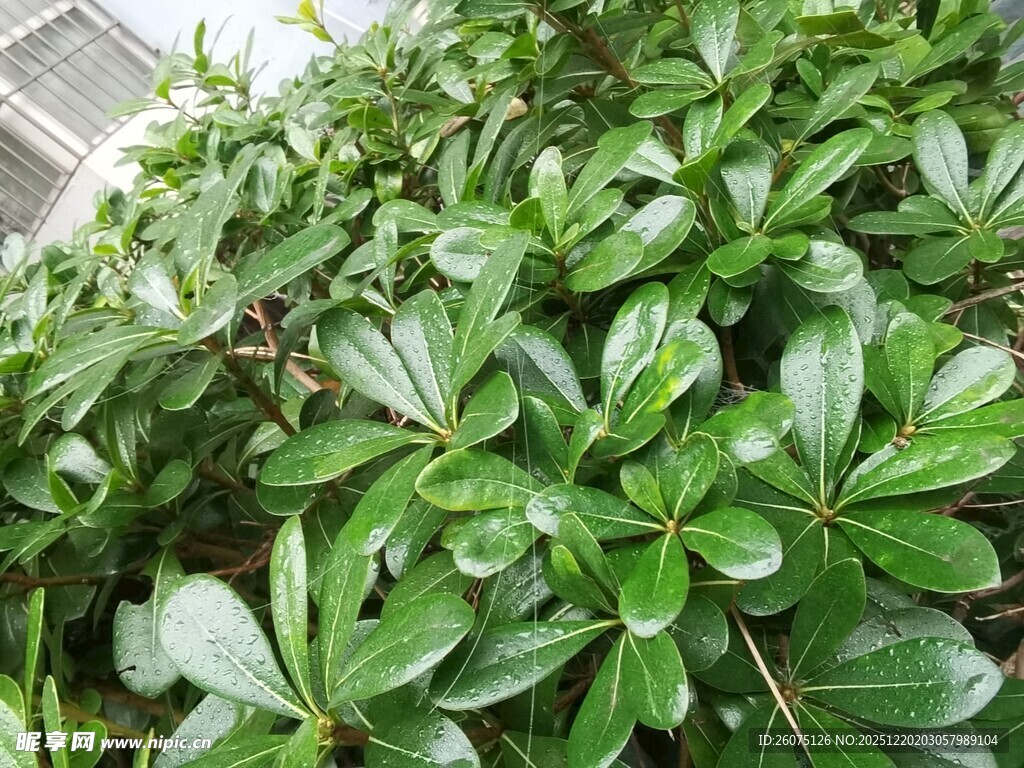 茂盛的鸭脚木绿植