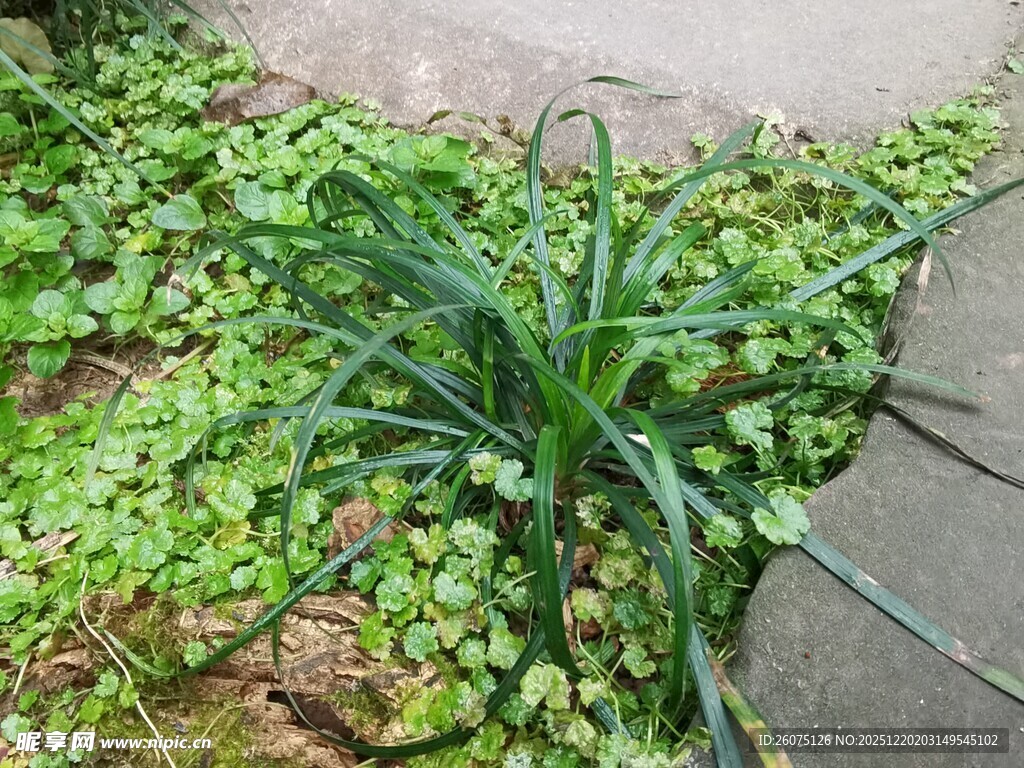 墙边翠绿繁茂的丛生植物