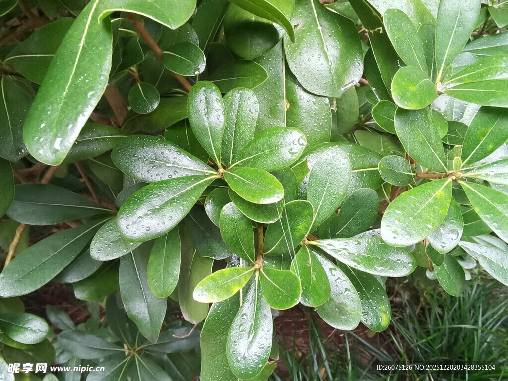 翠绿繁茂的叶片植物