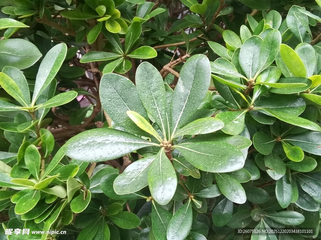 翠绿海桐枝叶特写