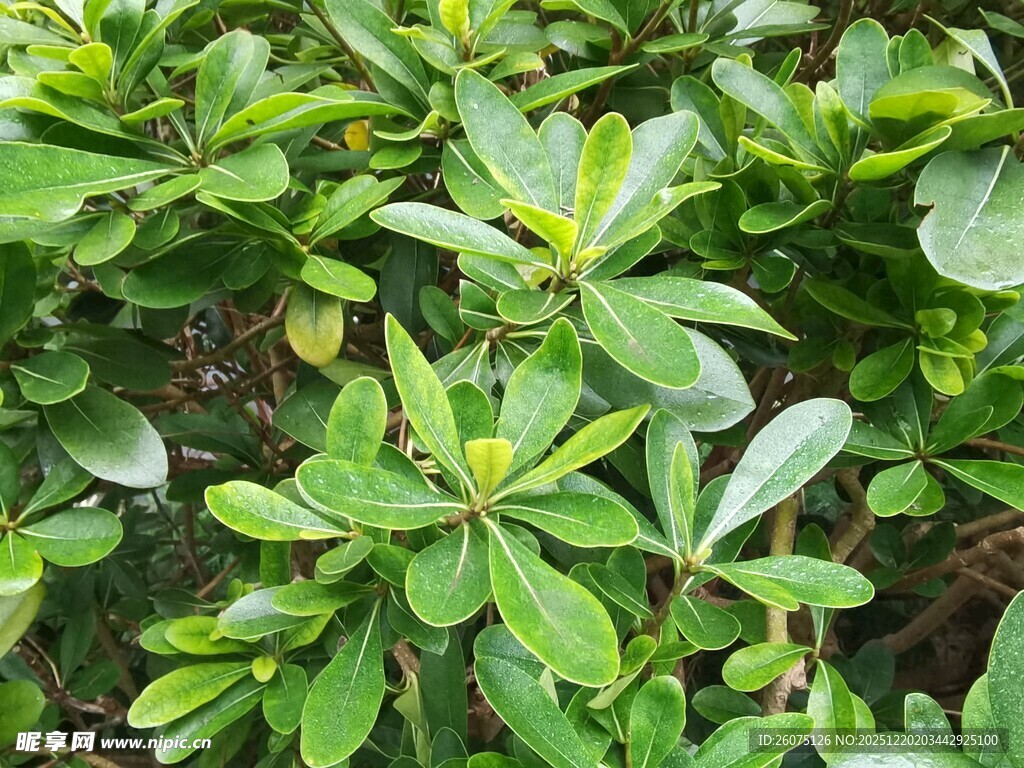 翠绿繁茂的灌木丛