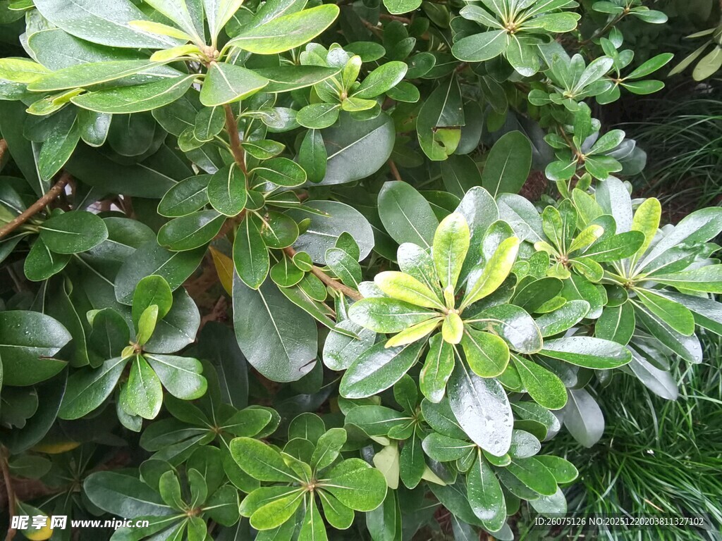 绿叶繁茂的植物景观