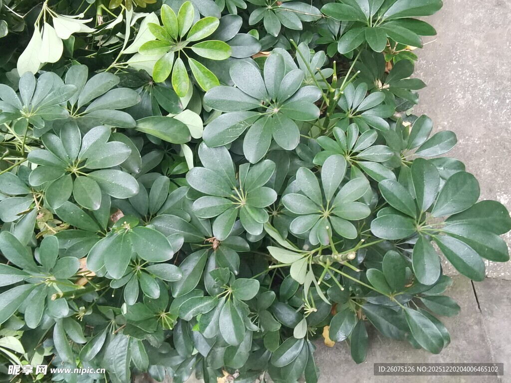 翠绿繁茂的鸭脚木盆栽