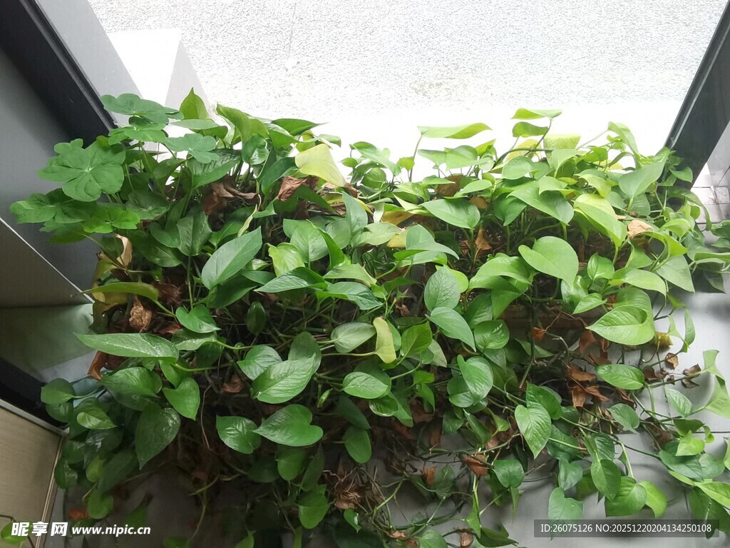 窗边翠绿茂盛的爬藤植物