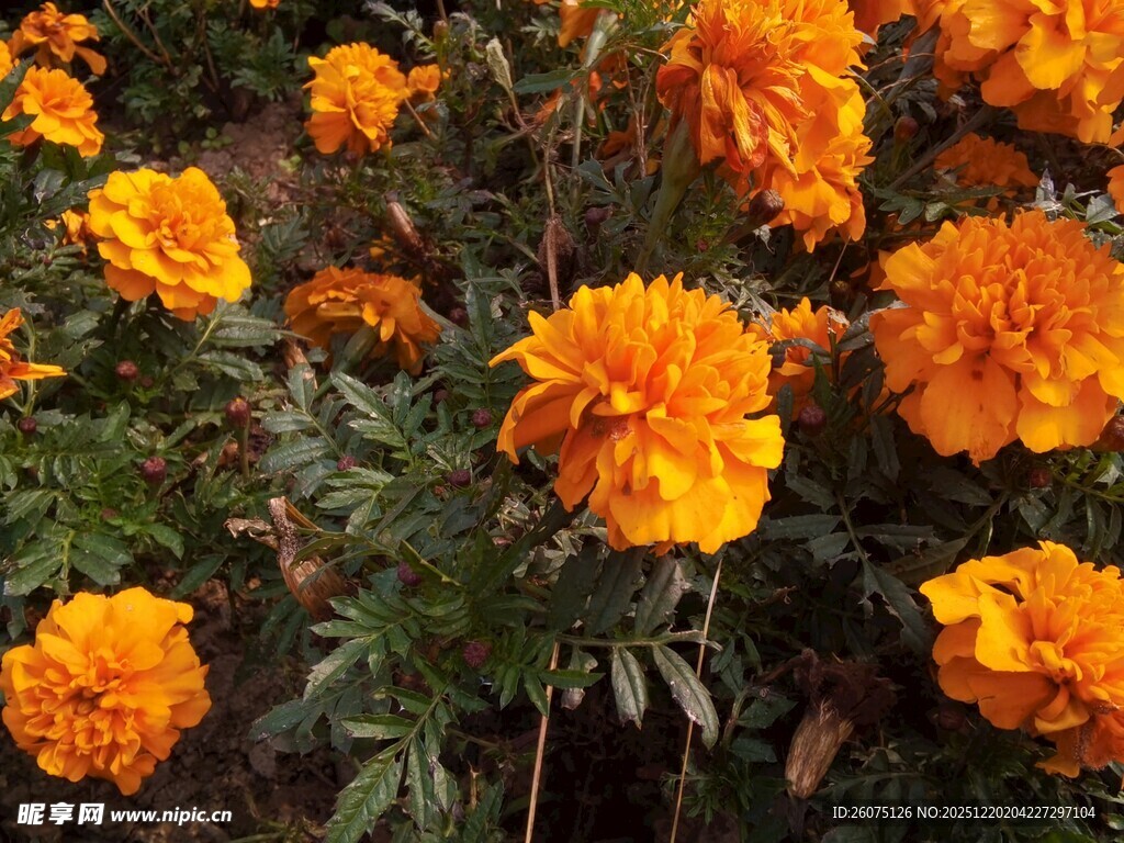 鲜艳橙色万寿菊绽放画面