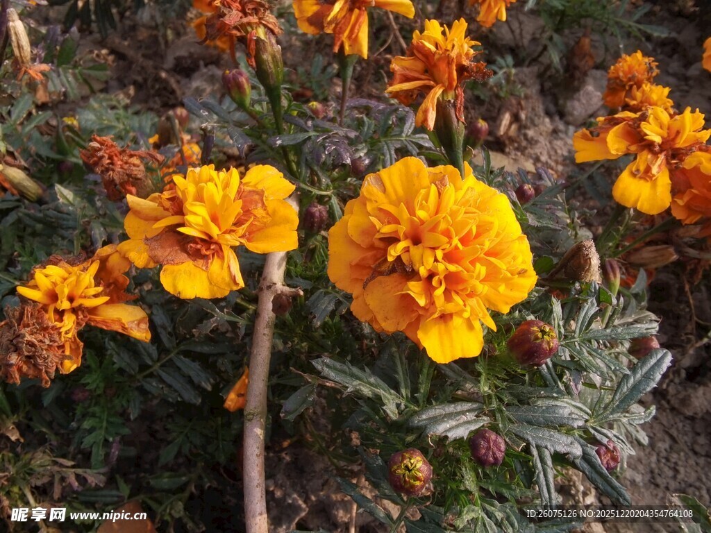 绽放的黄色万寿菊