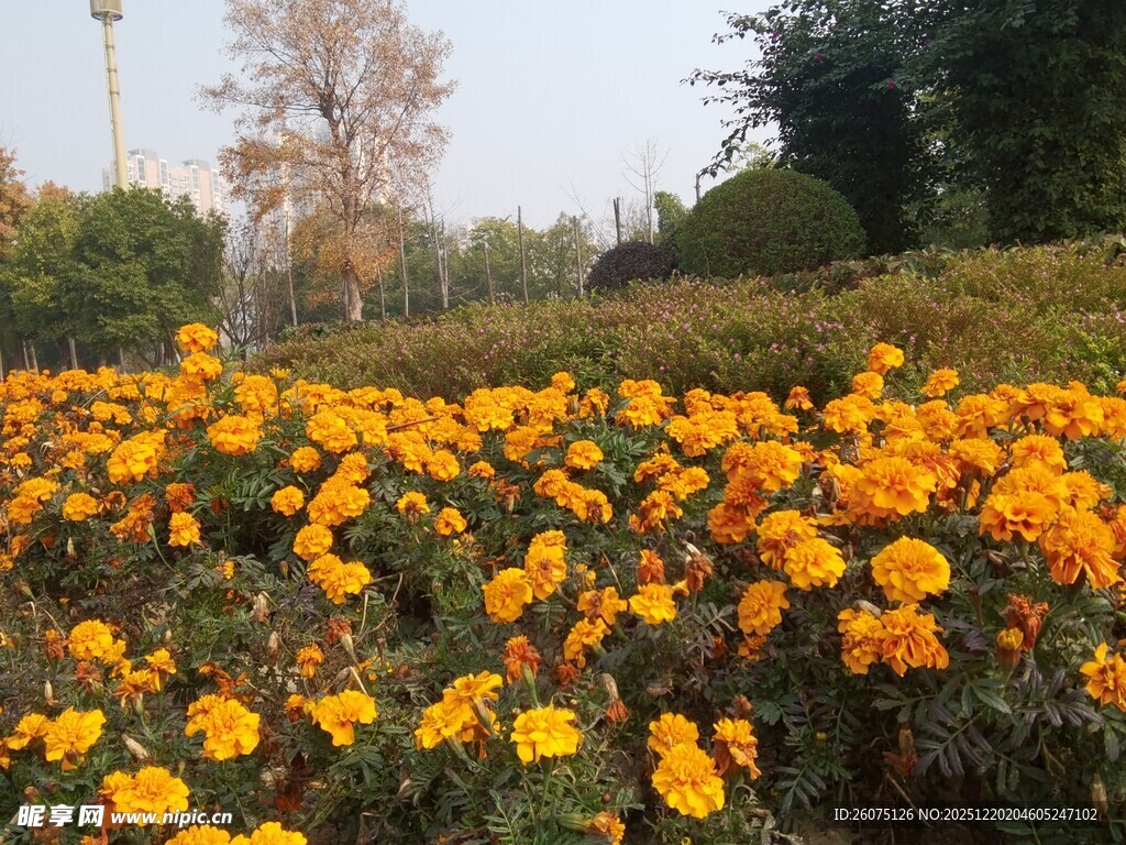 秋日黄花盛放美景