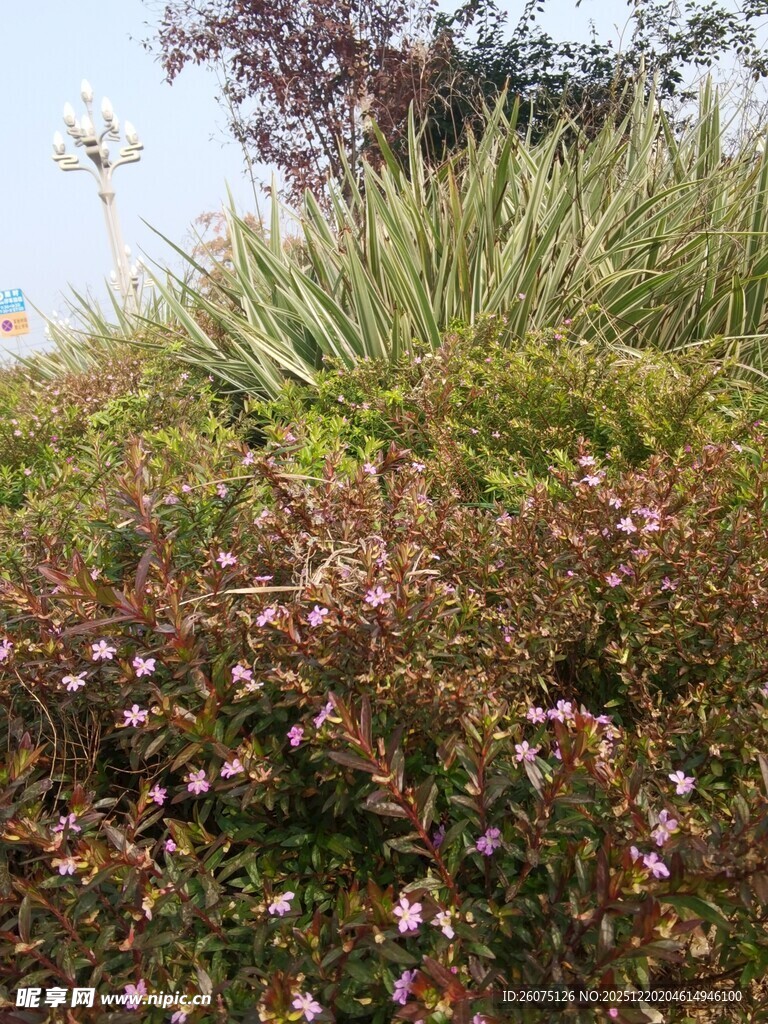 多彩花卉与绿植景观