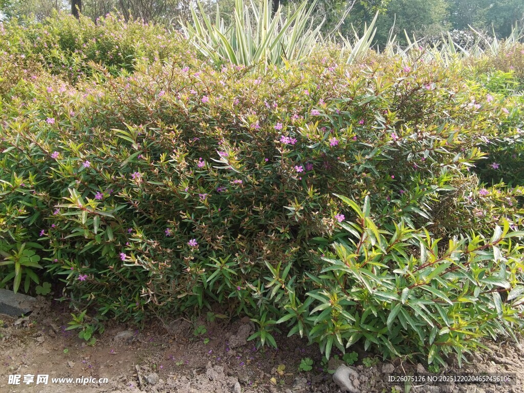 户外繁茂绿植景观