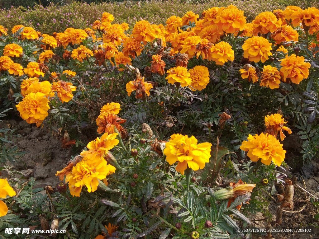 金黄万寿菊绽放田园美景