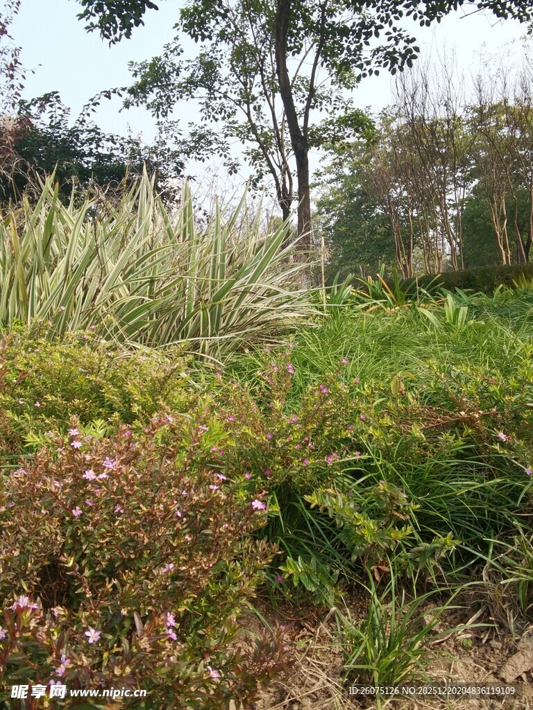 野外繁茂的绿植景观