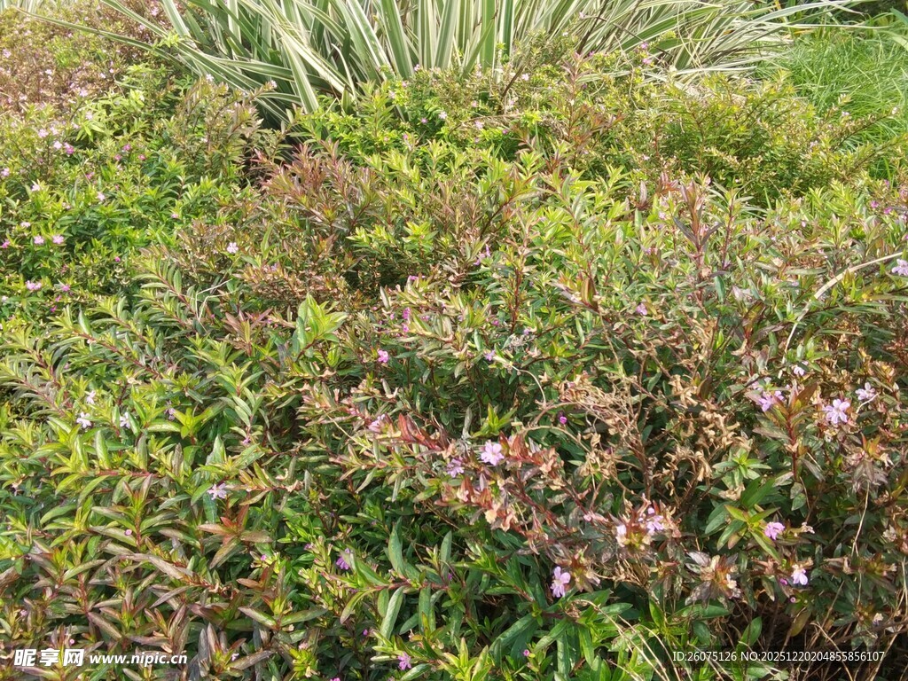 多彩繁茂的野外植物景观