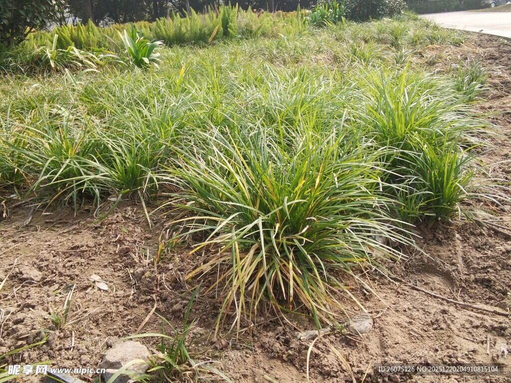 田野中的翠绿草丛