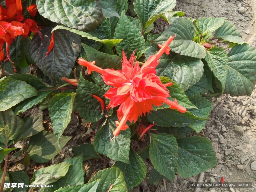 艳丽红花朵与绿叶相伴