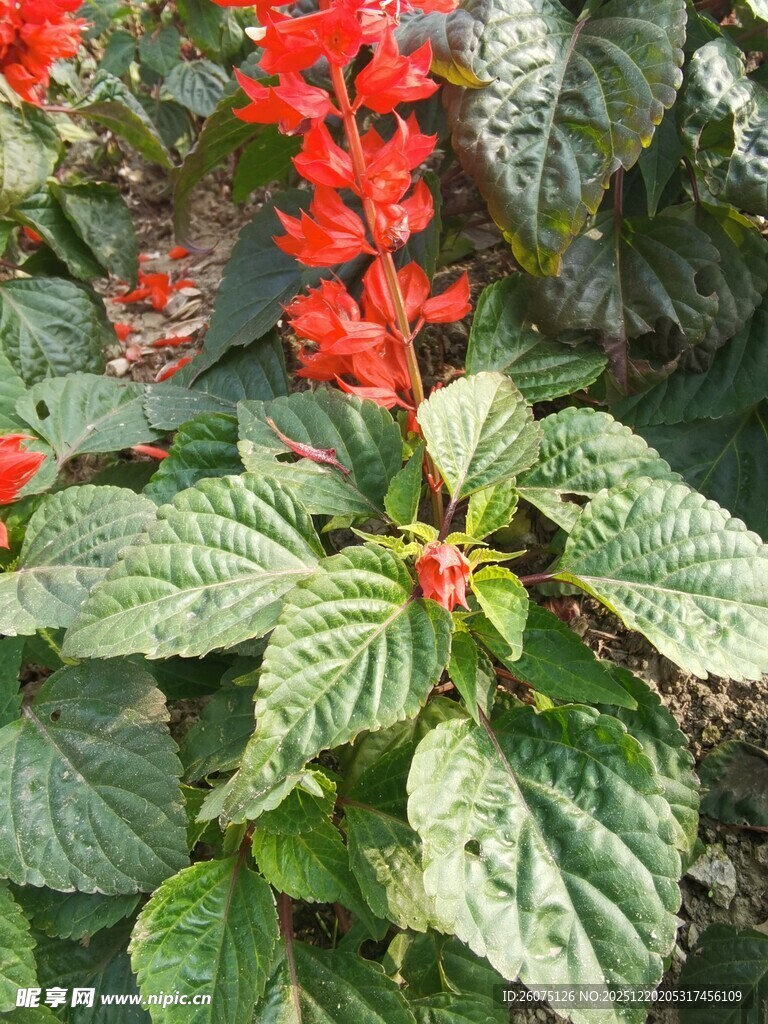 艳红串花配翠绿叶片