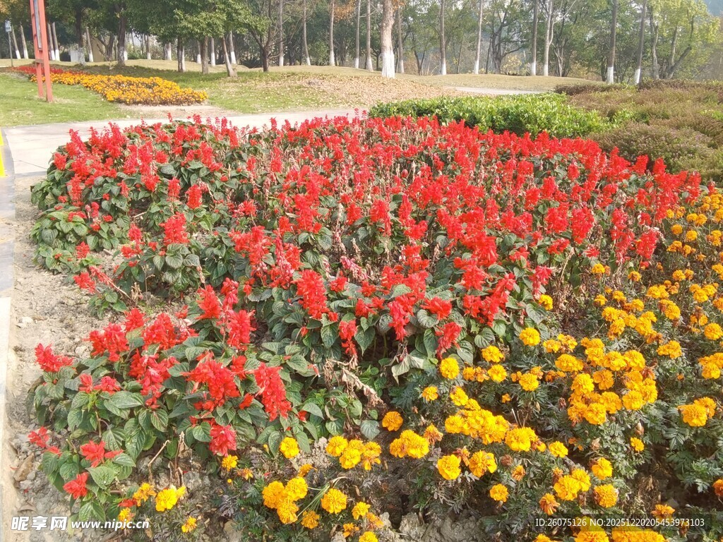 多彩花卉装点美丽花园