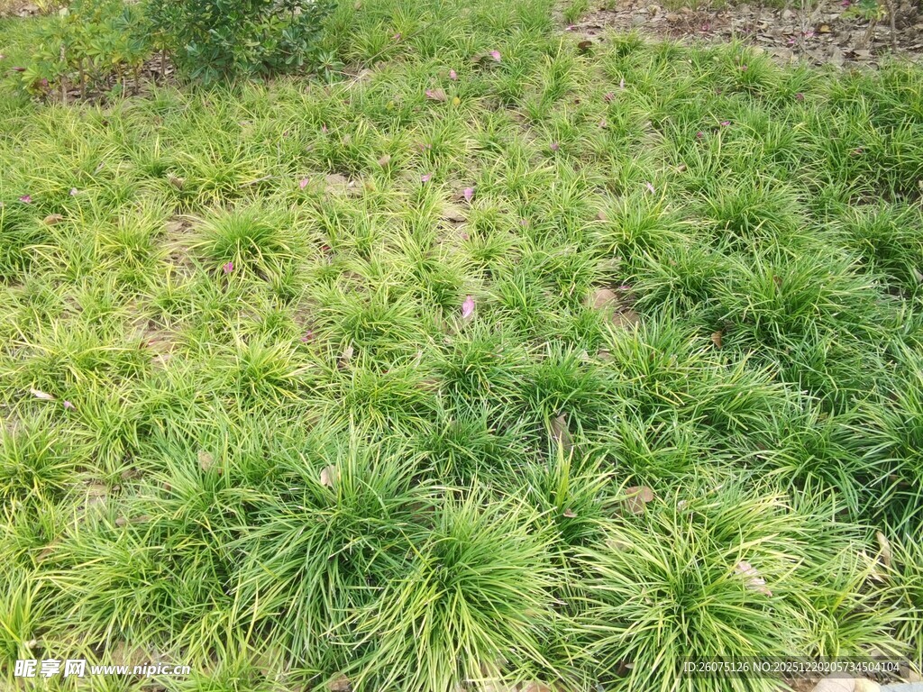 翠绿葱茏的茂密植物景观