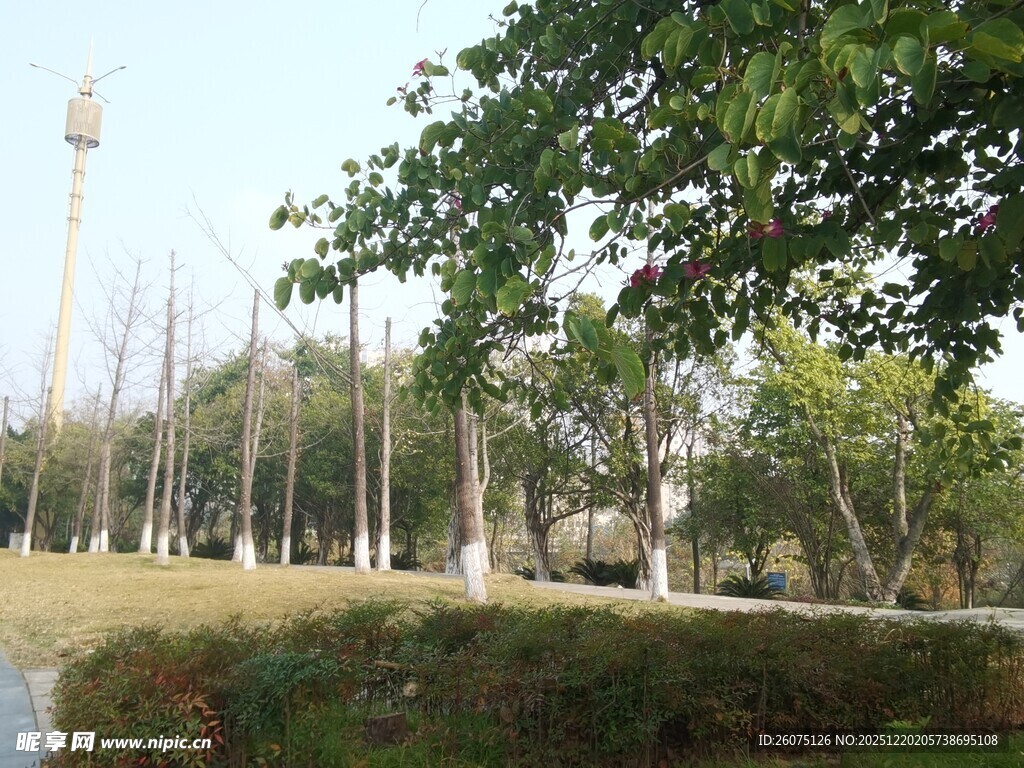 公园绿树与远处高塔景致