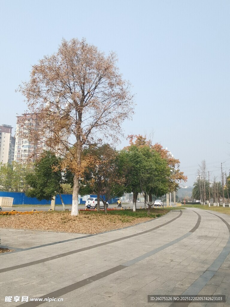 秋日公园的开阔道路场景