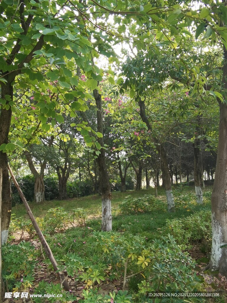 林间绿意盎然的自然景致