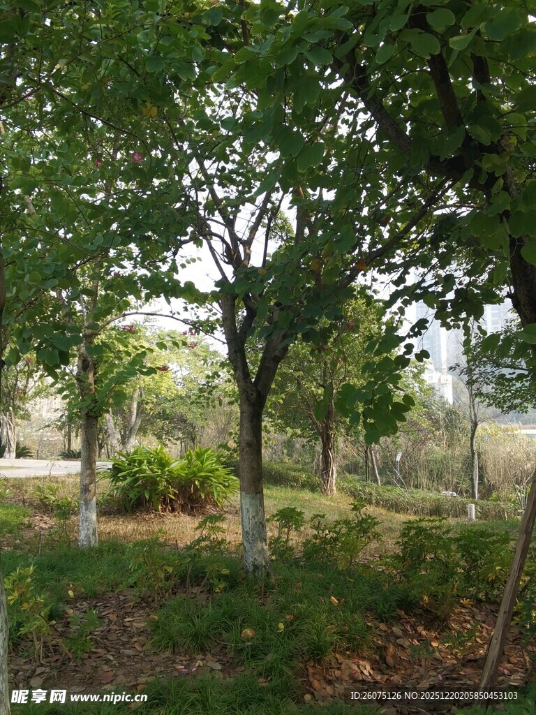 林间绿意盎然的自然景致