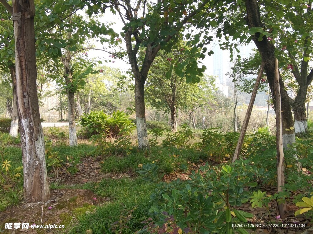 林间绿意盎然的自然景致