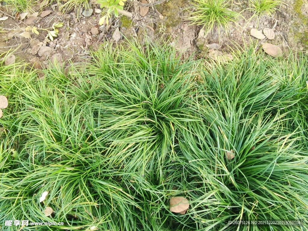 翠绿丛生的野草