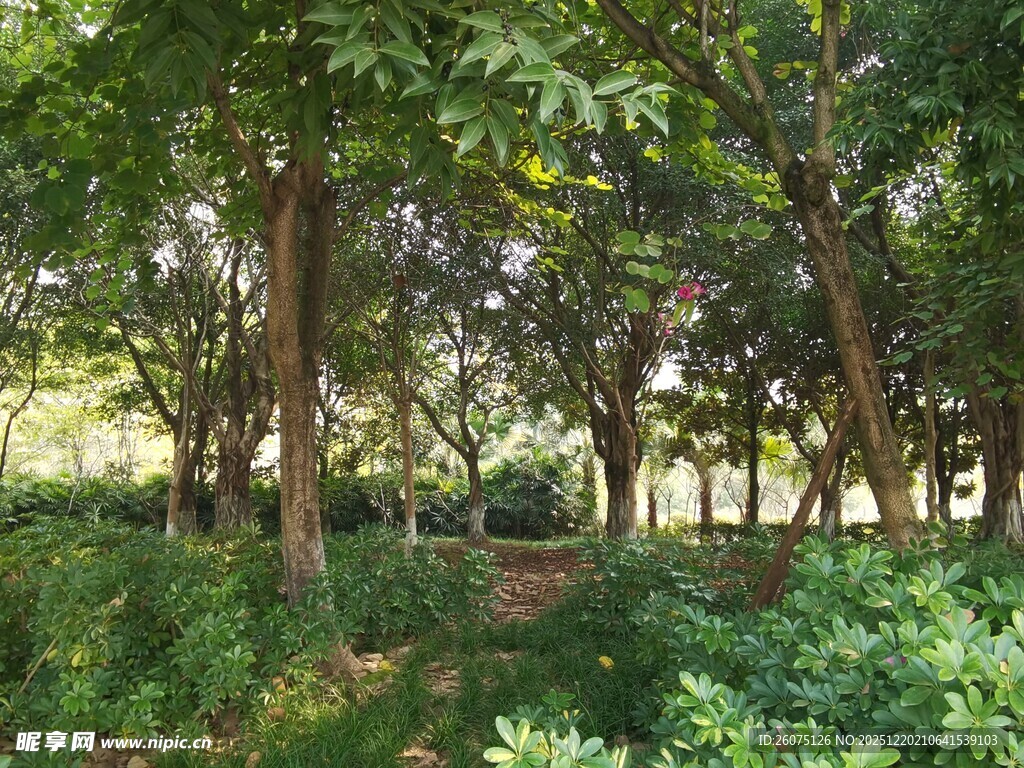 林间绿意盎然的自然小径