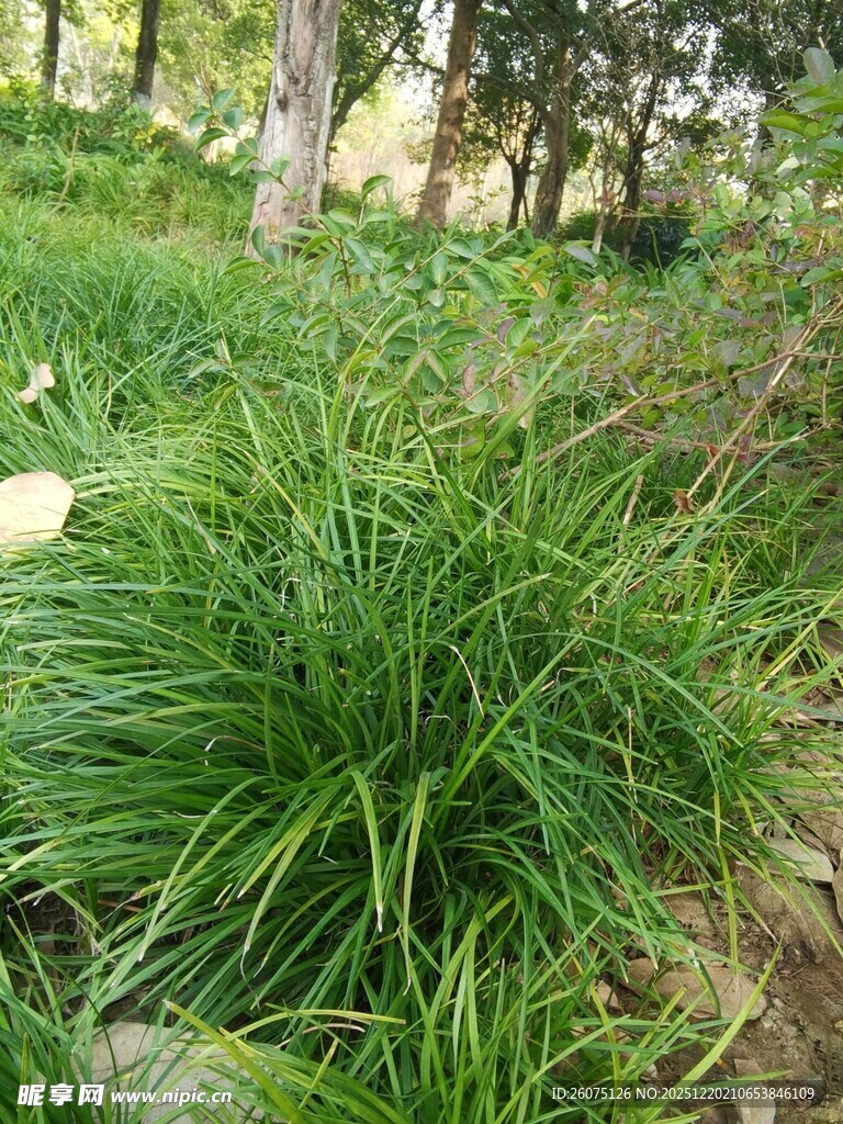 翠绿草丛中的自然景致