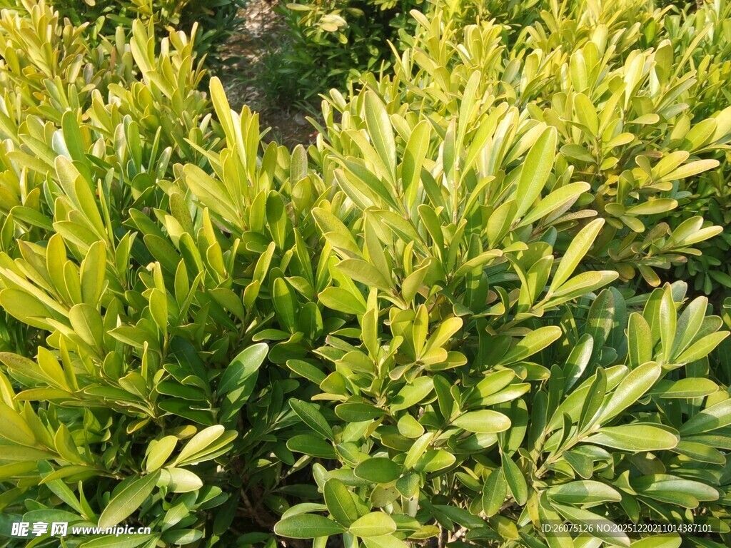 翠绿繁茂的灌木丛