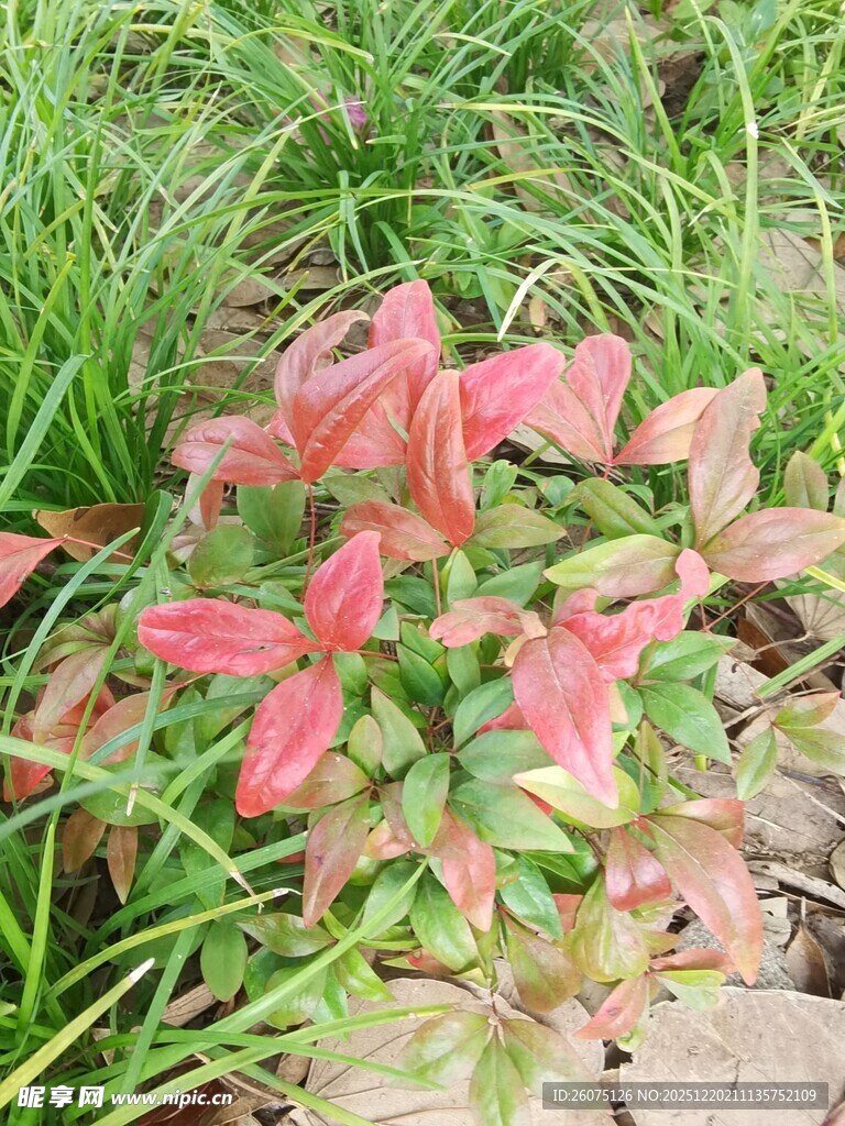 粉色叶片植物特写