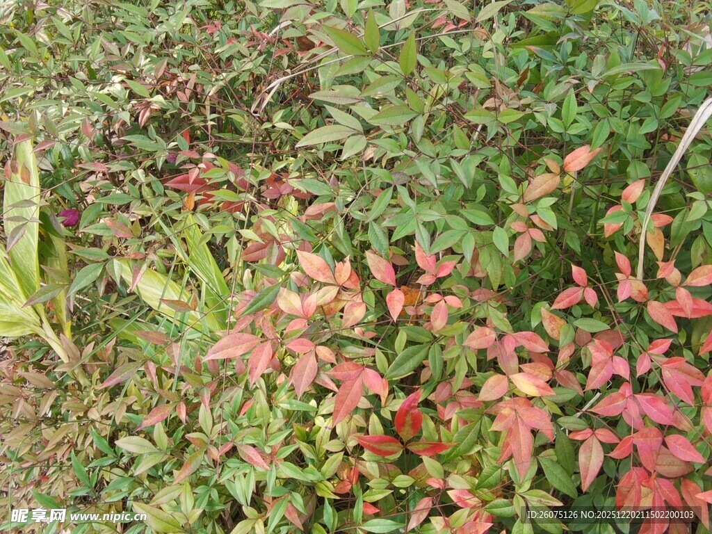 秋日多彩植物景观