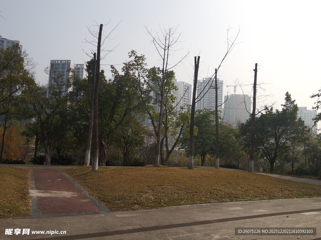 城市公园中的树木与步道