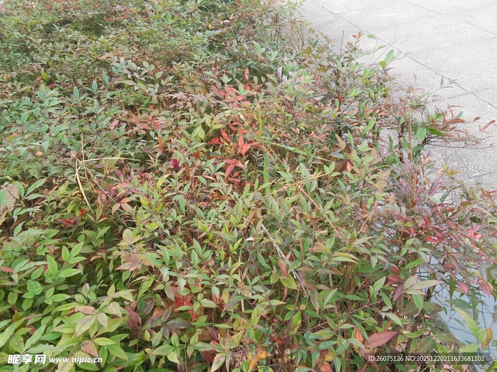 水边多彩植物景观