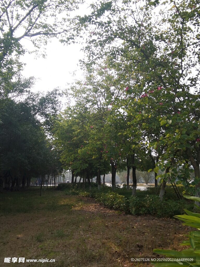 林间草地静谧自然景致