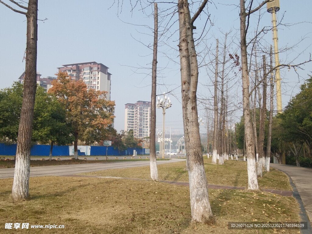 冬日公园的树木与建筑景观