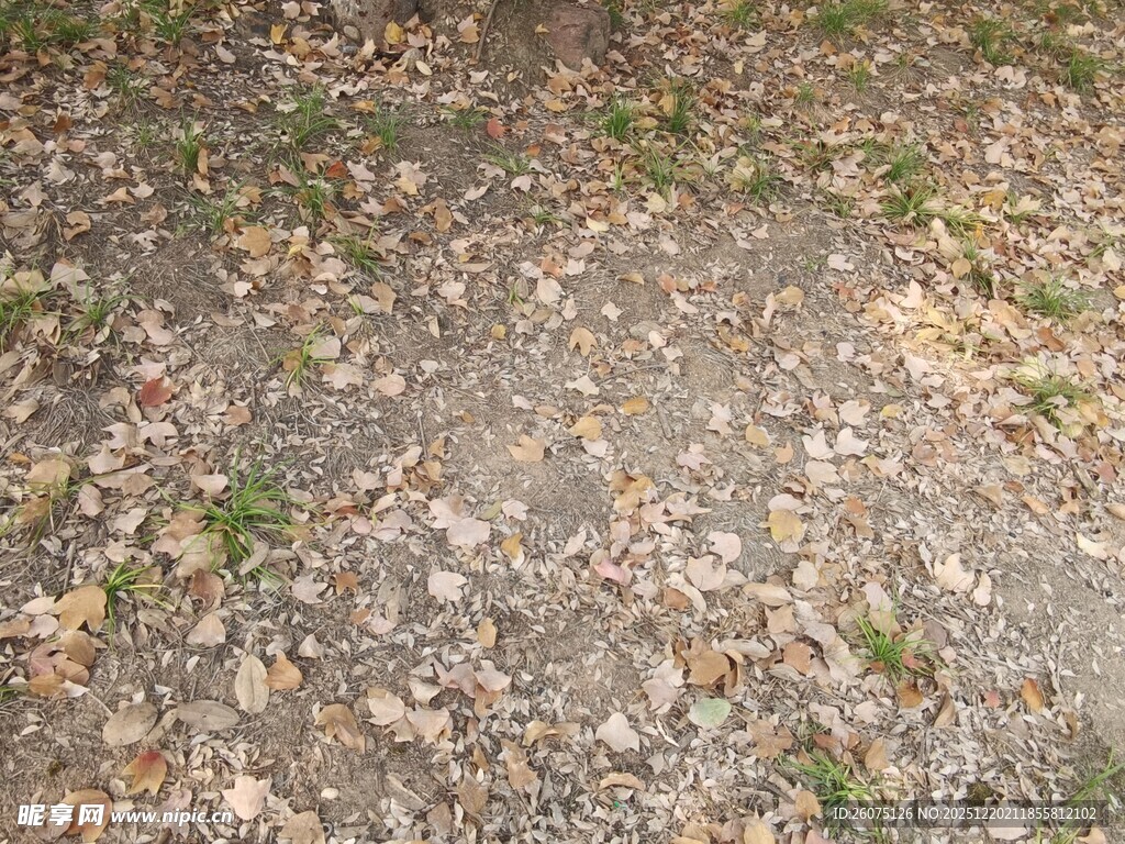 地面上的散落枯叶