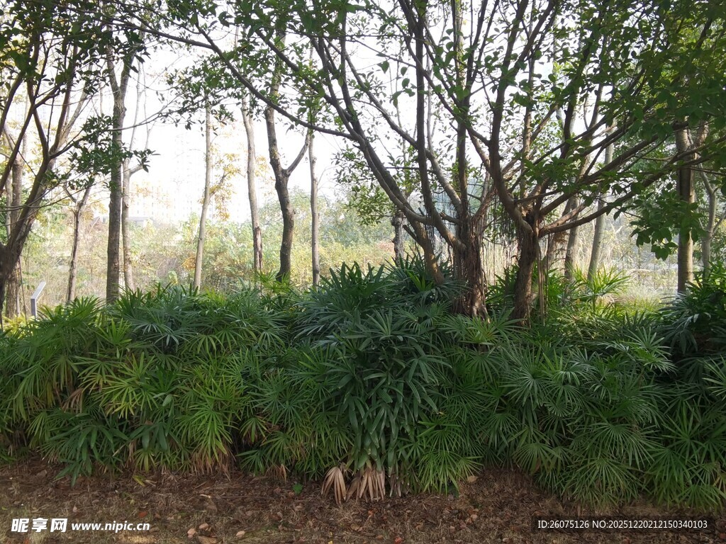 林间绿植景观